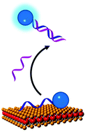 Graphical abstract: Strong dependence of fluorescence quenching on the transition metal in layered transition metal dichalcogenide nanoflakes for nucleic acid detection