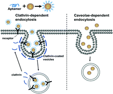 Graphical abstract: Elucidating the cellular uptake mechanism of aptamer-functionalized graphene-isolated-Au-nanocrystals with dual-modal imaging