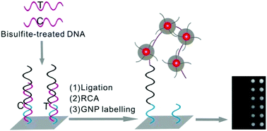 Graphical abstract: Surface ligation-based resonance light scattering analysis of methylated genomic DNA on a microarray platform