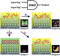 Graphical abstract: A novel logic gate based on liquid-crystals responding to the DNA conformational transition