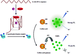 Graphical abstract: A fluorometric assay platform for caffeic acid detection based on the G-quadruplex/hemin DNAzyme