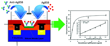 Graphical abstract: A silicon nitride ISFET based immunosensor for Ag85B detection of tuberculosis