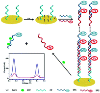 Graphical abstract: A new electrochemical aptasensor based on a dual-signaling strategy and supersandwich assay