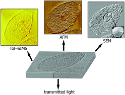 Graphical abstract: Correlating microscopy techniques and ToF-SIMS analysis of fully grown mammalian oocytes