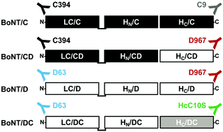 Graphical abstract: Detection, differentiation, and identification of botulinum neurotoxin serotypes C, CD, D, and DC by highly specific immunoassays and mass spectrometry