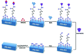 Graphical abstract: Label-free, ITO-based immunosensor for the detection of a cancer biomarker: Receptor for Activated C Kinase 1