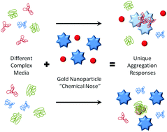 Graphical abstract: A “chemical nose” biosensor for detecting proteins in complex mixtures