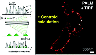 Graphical abstract: Super-resolution imaging for monitoring cytoskeleton dynamics