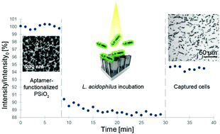 Graphical abstract: Whole-cell detection of live lactobacillus acidophilus on aptamer-decorated porous silicon biosensors