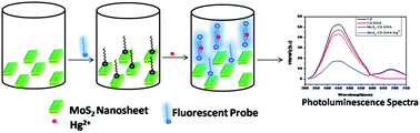 Graphical abstract: Sensitive fluorescence detection of mercury(ii) in aqueous solution by the fluorescence quenching effect of MoS2 with DNA functionalized carbon dots