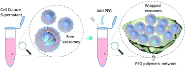 Graphical abstract: Effective isolation of exosomes with polyethylene glycol from cell culture supernatant for in-depth proteome profiling