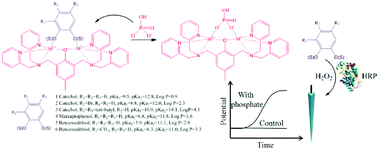 Graphical abstract: Potentiometric sensing of aqueous phosphate by competition assays using ion-exchanger doped-polymeric membrane electrodes as transducers