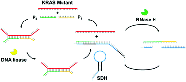 Graphical abstract: PCR free multiple ligase reactions and probe cleavages for the SNP detection of KRAS mutation with attomole sensitivity