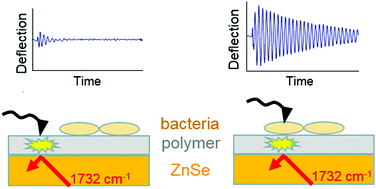 Graphical abstract: The importance of correcting for variable probe–sample interactions in AFM-IR spectroscopy: AFM-IR of dried bacteria on a polyurethane film