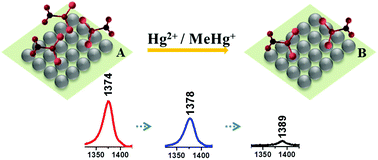 Graphical abstract: Mercury species induced frequency-shift of molecular orientational transformation based on SERS