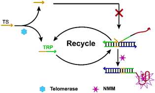 Graphical abstract: DNA-fueled molecular machine for label-free and non-enzymatic ultrasensitive detection of telomerase activity