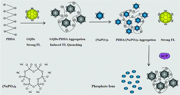 Graphical abstract: Sensitive detection of acid phosphatase based on graphene quantum dots nanoassembly