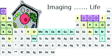 Graphical abstract: Where is it and how much? Mapping and quantifying elements in single cells