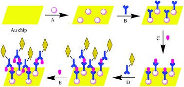 Graphical abstract: Effects of bipyramidal gold nanoparticles and gold nanorods on the detection of immunoglobulins