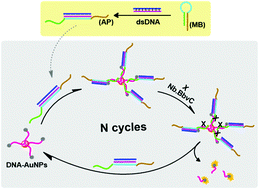 Graphical abstract: Fluorescence recognition of double-stranded DNA based on the quenching of gold nanoparticles to a fluorophore labeled DNA probe