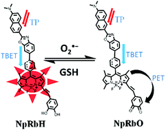 Graphical abstract: A red emitting two-photon fluorescent probe for dynamic imaging of redox balance meditated by a superoxide anion and GSH in living cells and tissues