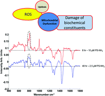 Graphical abstract: In vitro monitoring of time and dose dependent cytotoxicity of aminated nanoparticles using Raman spectroscopy