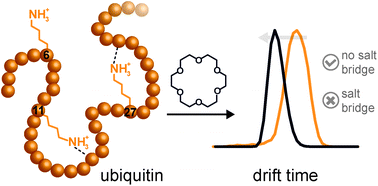 Graphical abstract: Gas-phase microsolvation of ubiquitin: investigation of crown ether complexation sites using ion mobility-mass spectrometry