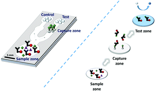 Graphical abstract: A competitive immunoassay system for microfluidic paper-based analytical detection of small size molecules