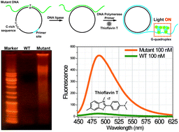 Graphical abstract: Label/quencher-free detection of single-nucleotide changes in DNA using isothermal amplification and G-quadruplexes