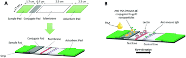 Graphical abstract: Lectin-based lateral flow assay: proof-of-concept