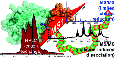 Graphical abstract: Characterization of a PEGylated protein therapeutic by ion exchange chromatography with on-line detection by native ESI MS and MS/MS