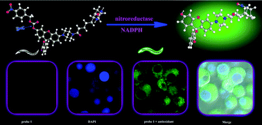 Graphical abstract: A biotinylated piperazine-rhodol derivative: a ‘turn-on’ probe for nitroreductase triggered hypoxia imaging