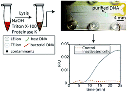 Graphical abstract: Assay for Listeria monocytogenes cells in whole blood using isotachophoresis and recombinase polymerase amplification