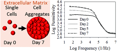 Graphical abstract: Dielectric spectroscopy platform to measure MCF10A epithelial cell aggregation as a model for spheroidal cell cluster analysis