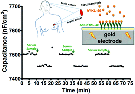 Graphical abstract: hYKL-40 cancer biomarker electroanalysis in serum samples and model cell lysates: capacitive immunosensing compared with enzyme label immunosorbent assays (ELISA)