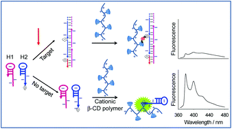 Graphical abstract: Use of β-cyclodextrin-tethered cationic polymer based fluorescence enhancement of pyrene and hybridization chain reaction for the enzyme-free amplified detection of DNA