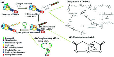 Graphical abstract: A DNA-directed covalent conjugation fluorescence probe for in vitro detection of functional matrix metalloproteinases