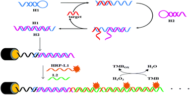 Graphical abstract: An isothermal electrochemical biosensor for the sensitive detection of microRNA based on a catalytic hairpin assembly and supersandwich amplification