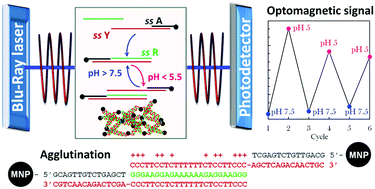 Graphical abstract: Optomagnetic detection of DNA triplex nanoswitches