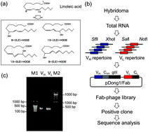 Graphical abstract: An open sandwich immunoassay for detection of 13(R,S)-hydroxy-9(E),11(E)-octadecadienoic acid