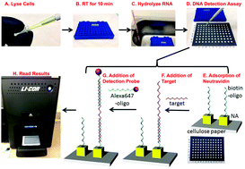 Graphical abstract: A paper-based platform for detection of viral RNA