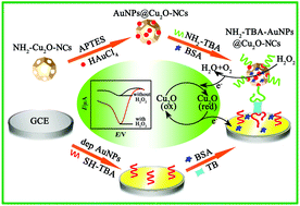 Graphical abstract: A sub-picomolar assay for protein by using cubic Cu2O nanocages loaded with Au nanoparticles as robust redox probes and efficient non-enzymatic electrocatalysts