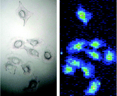 Graphical abstract: A simple metal staining procedure for identification and visualization of single cells by LA-ICP-MS