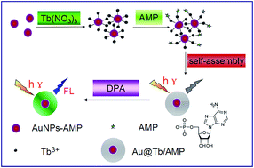 Graphical abstract: Luminescent AuNPs@Tb/adenosine monophosphate nanostructures for 2,6-pyridinedicarboxylic acid detection