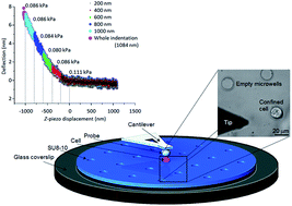 Graphical abstract: AFM force indentation analysis on leukemia cells