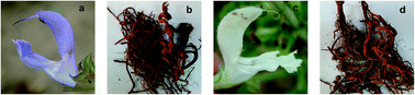 Graphical abstract: Comparison of the roots of Salvia miltiorrhiza Bunge (Danshen) and its variety S. miltiorrhiza Bge f. Alba (Baihua Danshen) based on multi-wavelength HPLC-fingerprinting and contents of nine active components