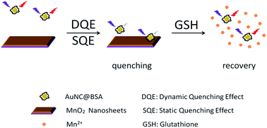 Graphical abstract: Deciphering the quenching mechanism of 2D MnO2 nanosheets towards Au nanocluster fluorescence to design effective glutathione biosensors