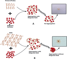 Graphical abstract: Paper-based rapid detection of pork and chicken using LAMP–magnetic bead aggregates