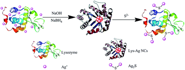 Graphical abstract: A lysozyme-stabilized silver nanocluster fluorescent probe for the detection of sulfide ions