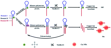 Graphical abstract: Sensitive and label-free T4 polynucleotide kinase/phosphatase detection based on poly(thymine)-templated copper nanoparticles coupled with nicking enzyme-assisted signal amplification